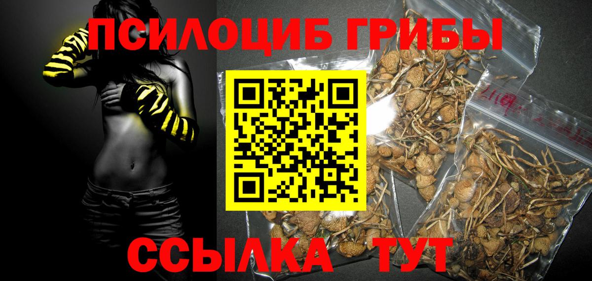 Тулун  Галлюциногенные грибы Psilocybe  Вход с VPN 
