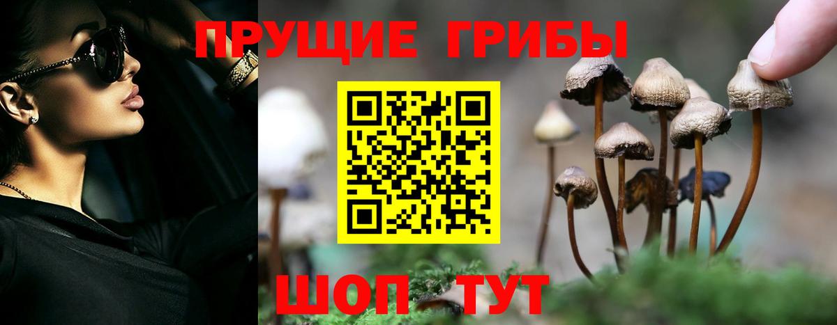 Галлюциногенные грибы Psilocybine cubensis Тулун